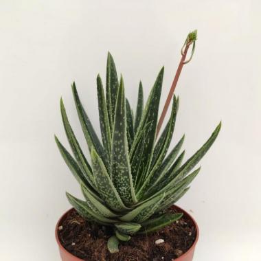 Gasteraloe Spirit